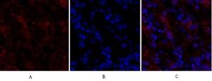 Antibody anti-claudin 5 A95192-100 100 µg