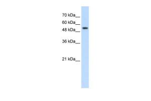 Anti-PRPF19 Rabbit Polyclonal Antibody