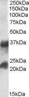 Anti-CLTA Goat Polyclonal Antibody