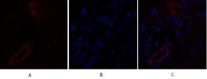 Antibody anti-claudin 5 A95192-100 100 µg