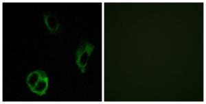 Antibody anti-OR51I1 100 µg