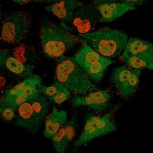 Immunofluorescent analysis of T98G cells stained with Anti-PGP9.5 Antibody [13C4] followed by Goat Anti-Mouse IgG (CF and #174; 488) (Green). The nuclear counterstain is NucSpot (Red)