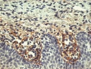 Immunohistochemistry staining of tonsil (paraffin-embedded sections) with Anti-Tenascin Antibody (A86776)