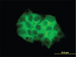 Anti-DVL3 Mouse Monoclonal Antibody [clone: 4H2]