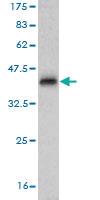 Anti-NEDD1 Mouse Monoclonal Antibody [clone: 7D10]