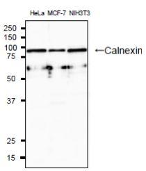 Anti-Calnexin Antibody