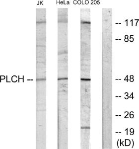 Anti-MAG1 Rabbit Polyclonal Antibody