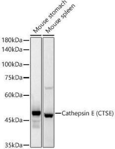 Antibody A306096-100 100 µl