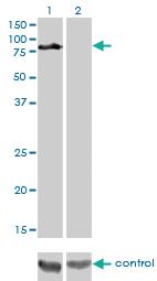 Anti-DVL3 Mouse Monoclonal Antibody [clone: 4H2]