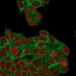 Immunofluorescent analysis of PFA fixed MCF-7 cells stained with Anti-HER2 Antibody [ZR5] followed by Goat Anti-Rabbit IgG (CF&#174; 488) (Green). Nuclear counterstain is RedDot (Red).