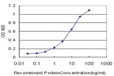 Anti-DVL3 Mouse Monoclonal Antibody [clone: 4H2]