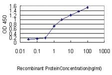 Anti-MREG Mouse Monoclonal Antibody [clone: 8F9-1B2]