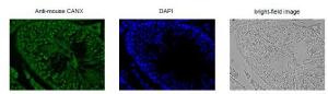 Anti-Calnexin Antibody