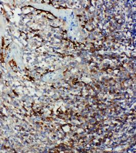 Anti-Caspase 9 Rabbit Polyclonal Antibody