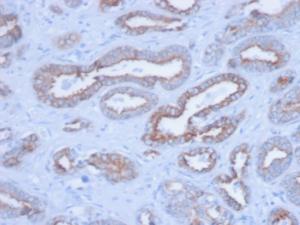 Immunohistochemical analysis of formalin-fixed, paraffin-embedded human prostate using Anti-pan Cytokeratin Antibody [PCK/3150]