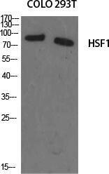 Western blot analysis of various cells using Anti-HSF1 Antibody