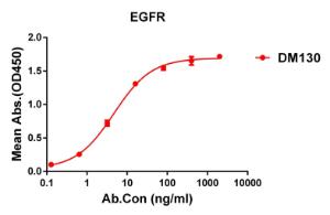 Anti-EGFR Rabbit Recombinant Antibody [clone: DM130]