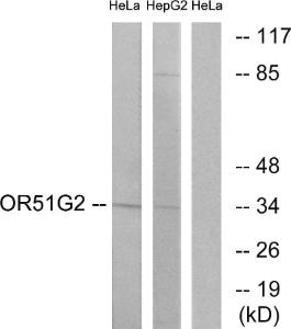 Western blot analysis of lysates from HeLa and HepG2 cells using Anti-OR51G2 Antibody The right hand lane represents a negative control, where the antibody is blocked by the immunising peptide