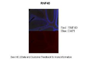 Anti-RNF40 Rabbit Polyclonal Antibody