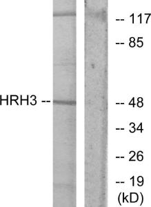 Western blot analysis of lysates from COLO205 cells using Anti-HRH3 Antibody. The right hand lane represents a negative control, where the antibody is blocked by the immunising peptide