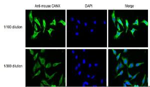 Anti-Calnexin Antibody