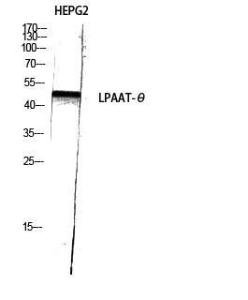 Anti-MAG1 Rabbit Polyclonal Antibody