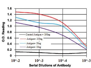 Anti-CYP1A1 Mouse Monoclonal Antibody [clone: 6G5]