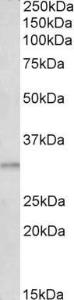 Anti-AES Goat Polyclonal Antibody