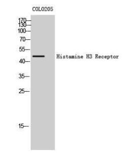 Western blot analysis of COLO205 cells using Anti-HRH3 Antibody