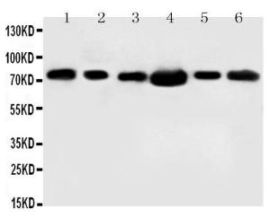 Anti-FAF1 Rabbit Polyclonal Antibody