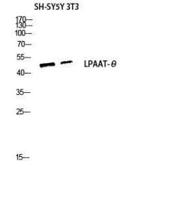 Anti-MAG1 Rabbit Polyclonal Antibody