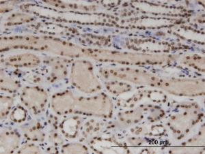 Anti-WTAP Mouse Monoclonal Antibody [clone: 1B11]