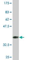 Anti-ARNT2 Mouse Monoclonal Antibody [clone: 1B2]