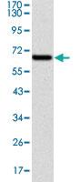 Anti-CYP1A1 Mouse Monoclonal Antibody [clone: 6G5]