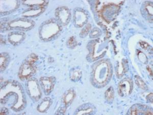 Immunohistochemical analysis of formalin-fixed, paraffin-embedded human prostate using Anti-pan Cytokeratin Antibody [PCK/3150]