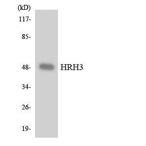 Anti-HRH3 antibody