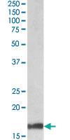 Anti-GAL Goat Polyclonal Antibody