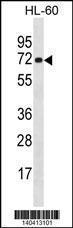 Anti-NEIL3 Rabbit Polyclonal Antibody (AP (Alkaline Phosphatase))