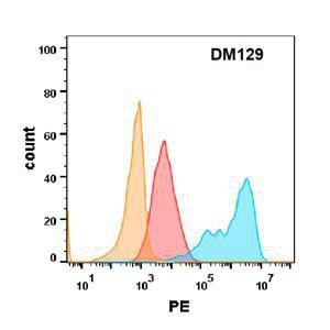 EGFR protein is highly expressed on the surface of Expi293 cell membrane