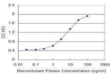 Anti-BID Mouse Monoclonal Antibody [clone: 3E8-1B10]