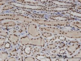 Anti-WTAP Mouse Monoclonal Antibody [clone: 1B11]