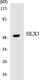 Antibody anti-HLX1 A98096-100 100 µg