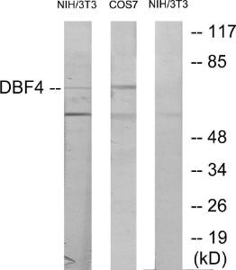 Western blot analysis of lysates from NIH/3T3 cells, treated with H2O2 100uM 30', COS7 treated with PMA 125ng/ml 30' using Anti-DBF4 Antibody. The right hand lane represents a negative control, where the antibody is blocked by the immunising peptide.