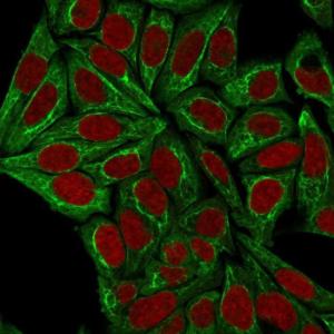 Immunofluorescent analysis of HeLa cells stained with Anti-pan Cytokeratin Antibody [PCK/3150] followed by Goat Anti-Mouse IgG (CF and #174; 488) (Green). Nuclei are stained with RedDot