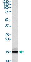 Anti-NRGN Goat Polyclonal Antibody