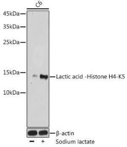 Western blot analysis of extracts of C6 cells, using Anti-Histone H4 (lactyl Lys5) Antibody (A306099) at 1:500 dilution