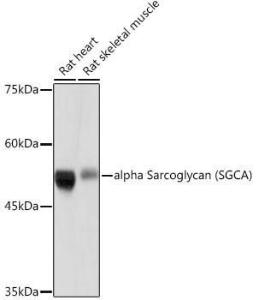 Anti-alpha Sarcoglycan Rabbit Monoclonal Antibody [clone: ARC2280]