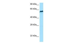 Anti-BCMO1 Rabbit Polyclonal Antibody