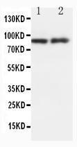 Anti-GRP94 Rabbit Polyclonal Antibody