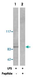 Anti-IKBKB Rabbit Polyclonal Antibody